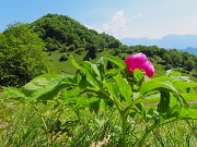 53 Paeonia officinalis- Peonia selvatica-Peonia dello Zucco
